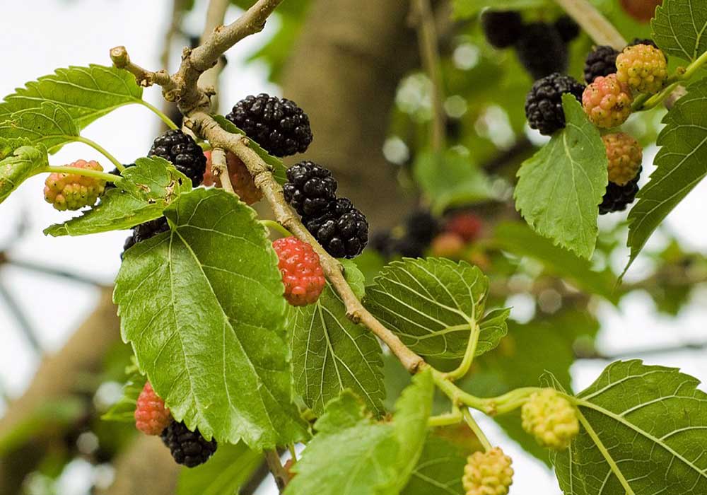 Karadut Yaprağı (Morus Nigra)